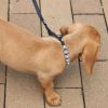 Coastal Pet Lil Pals Dog Leash with E-Z Snap Blue