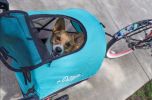 Petique Trailblazer Pet Jogger Neptune