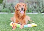 ZippyPaws Plush Caterpillar Toy with Squeakers