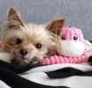 ZippyPaws Spencer the Crinkle Monkey Dog Toy