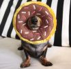 ZippyPaws Dog Donutz Toy Chocolate Sprinkle