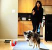 Chuckit Indoor Ball Toy for Dogs