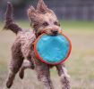 Chuckit Paraflight Disc Dog Toy