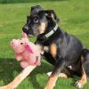 KONG Phatz Pig Dog Toy Extra Small