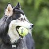 KONG Squeaker Ball with Rope Dog Toy