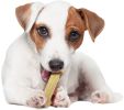 Nylabone Flexi Chew Bone Chicken Flavor Regular