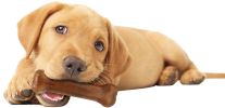 Nylabone Puppy Chew Starter Kit