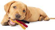 Nylabone Puppy Chew Teething Keys Toy