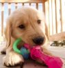 Nylabone Puppy Chew Teething Pacifier