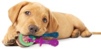 Nylabone Puppy Chew Teething Pacifier