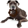 Nylabone Dura Chew Textured Ring Flavor Medley