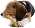 Nylabone Dura Chew Barbell Chew Toy Peanut Butter Flavor