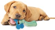 Nylabone Puppy Chew Peanut Butter Chill N Chew Bone Regular