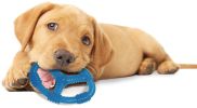 Nylabone Puppy Chew Ring Peanut Butter Toy Wolf